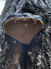 Phellinus populicola