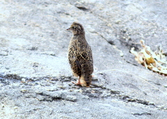 Perdicula erythrorhyncha