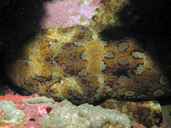 Orectolobus halei