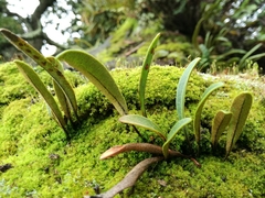 Pleopeltis polylepis