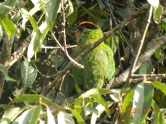 Psilopogon franklinii