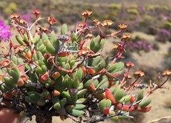 Antimima hantamensis