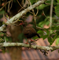 Galloperdix spadicea