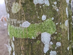 Pertusaria leioplaca