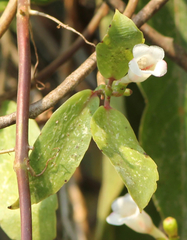 Codonanthopsis calcarata