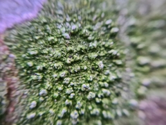 Pertusaria leioplaca