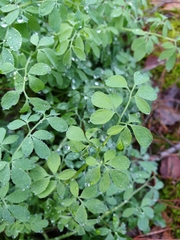 Ceratocapnos claviculata