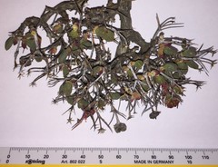 Antimima hantamensis