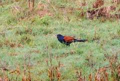 Centropus sinensis parroti