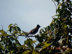 Heterophasia capistrata