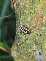 Xanthochilus saturnius