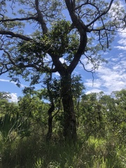 Pterodon emarginatus