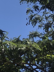 Pterodon emarginatus