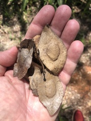 Pterodon emarginatus