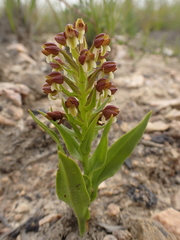 Brachycorythis macowaniana