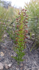Brachycorythis macowaniana