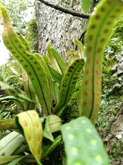 Pleopeltis polylepis