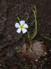 Nymphoides hydrophylla
