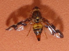 Acanthonevrini