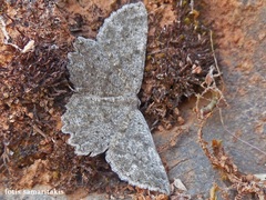 Dicrognophos sartata