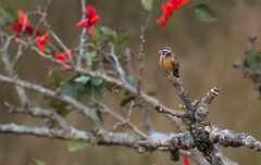 Emberiza goslingi