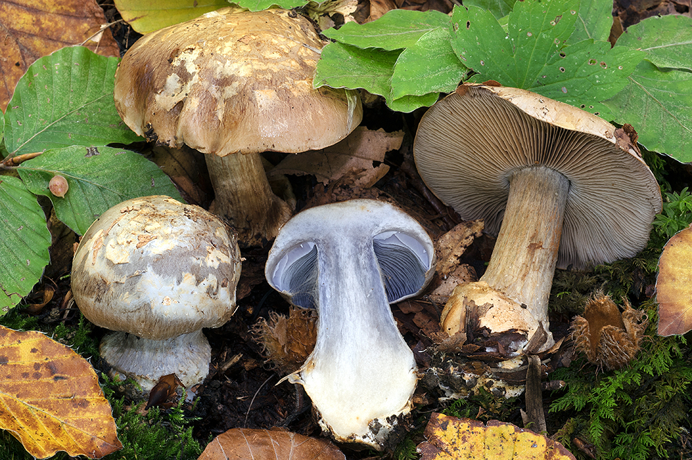 Phlegmacium luhmannii