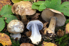 Cortinarius luhmannii