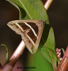 Grammodes bifasciata