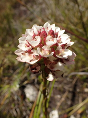 Ceratandra globosa
