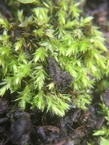 Žalioji trumpė nuotrauka