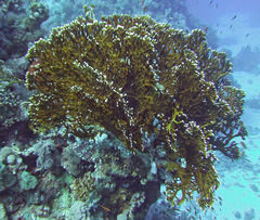 Millepora dichotoma