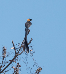 Vidua togoensis