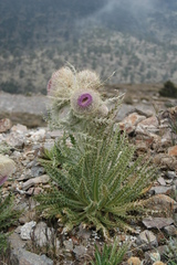 Cirsium nivale
