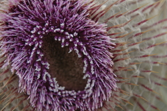 Cirsium nivale