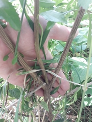 Baccharis microdonta