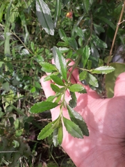 Baccharis microdonta