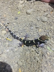 Coleonyx mitratus