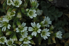 Cerastium tolucense
