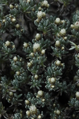 Gnaphaliothamnus lavandulifolius