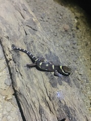 Coleonyx mitratus