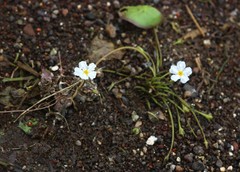 Nymphoides hydrophylla