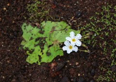 Nymphoides hydrophylla