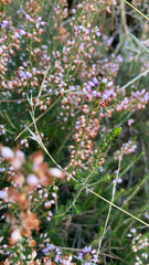 Erica manipuliflora