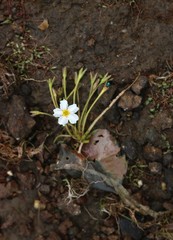 Nymphoides hydrophylla