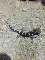 Coleonyx mitratus