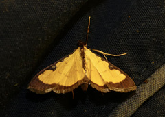 Goniorhynchus hampsoni