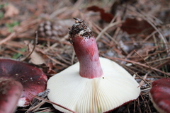 Russula torulosa