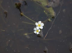 Nymphoides hydrophylla