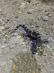 Coleonyx mitratus