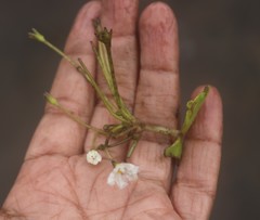 Nymphoides hydrophylla